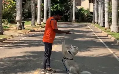 Advance obedience training
