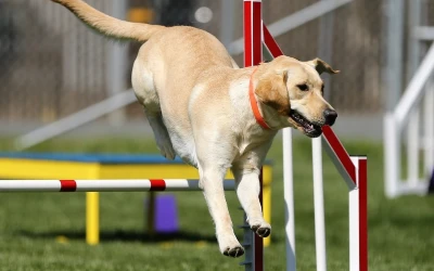 Agility & Sports Training