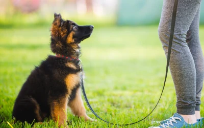 Basic Obidience Training