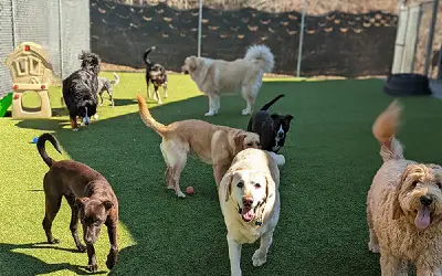 Dog Boarding