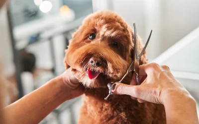 Dog Grooming